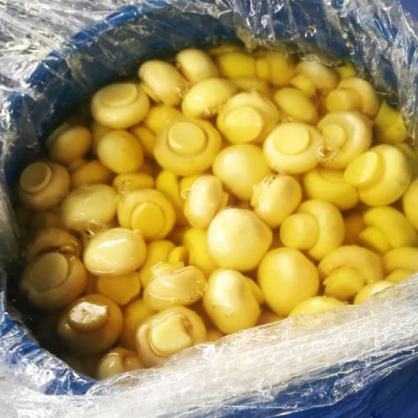 Гриб Когумелос в SO2